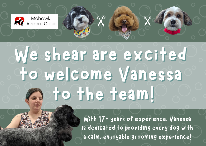 Carousel Slide 1: New Groomer, Vanessa!