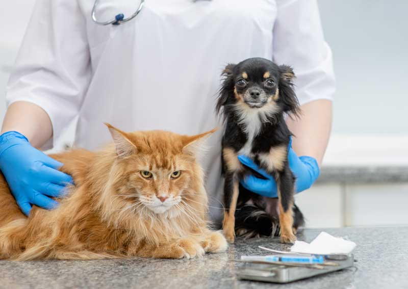 Carousel Slide 2: Dog and cat veterinary care